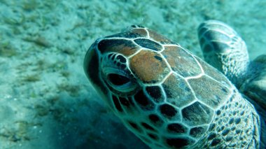 Yeşil kaplumbağalar deniz kaplumbağalarının en büyüğüdür. Tipik bir yetişkin 1-2 metre boyunda ve 90-150 kilo ağırlığındadır..