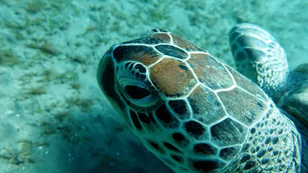 Yeşil kaplumbağalar deniz kaplumbağalarının en büyüğüdür. Tipik bir yetişkin 1-2 metre boyunda ve 90-150 kilo ağırlığındadır..
