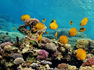 Colorful tropical fish on a coral reef, amazingly beautiful fairy world. In the coral gardens of the Red Sea.