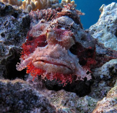 Akrep Balığı, Balık - Kemik Balığı Osteichthyes, Scorpaenidae, Düz Kafalı Akrepler.