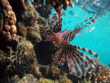 Lion Fish in the Red Sea. clipart