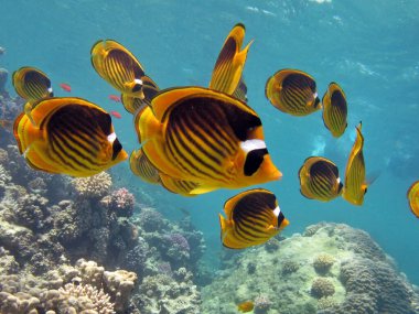 Colorful tropical fish on a coral reef, amazingly beautiful fairy world. In the coral gardens of the Red Sea.