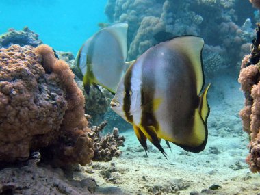 Colorful tropical fish on a coral reef, amazingly beautiful fairy world. In the coral gardens of the Red Sea.