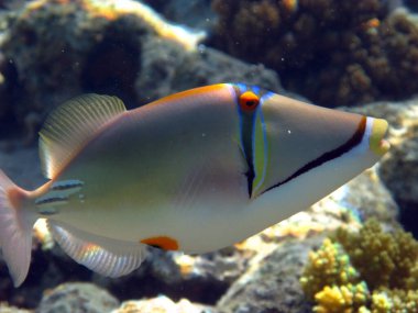 Colorful tropical fish on a coral reef, amazingly beautiful fairy world. In the coral gardens of the Red Sea.