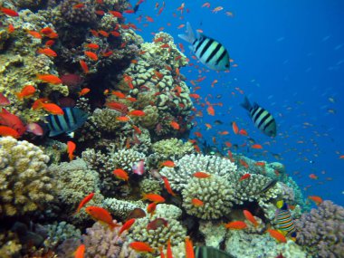 Colorful tropical fish on a coral reef, amazingly beautiful fairy world. In the coral gardens of the Red Sea.