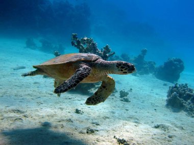 Şahin gagalı deniz kaplumbağası (CR türleri) Şahin gagalı Kaplumbağa - Eretmochelys imbricata.