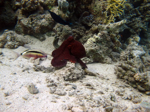 Большой синий осьминог (Octopus cyanea) Осьминог. Большой голубой опус на рифах Красного моря Cyanea ohlopus, также известный как Большой голубой опус или Day ohlopus.