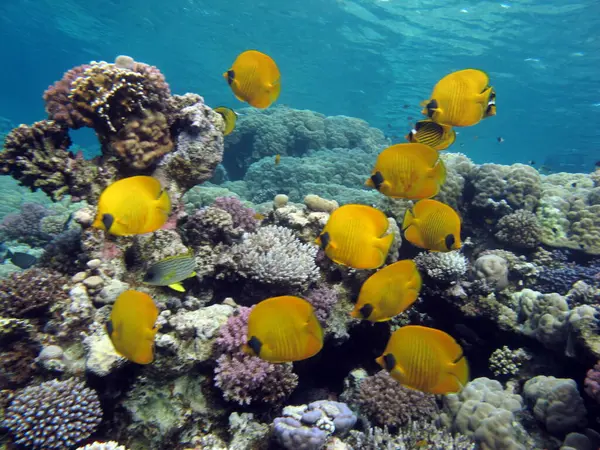 Colorful tropical fish on a coral reef, amazingly beautiful fairy world. In the coral gardens of the Red Sea.