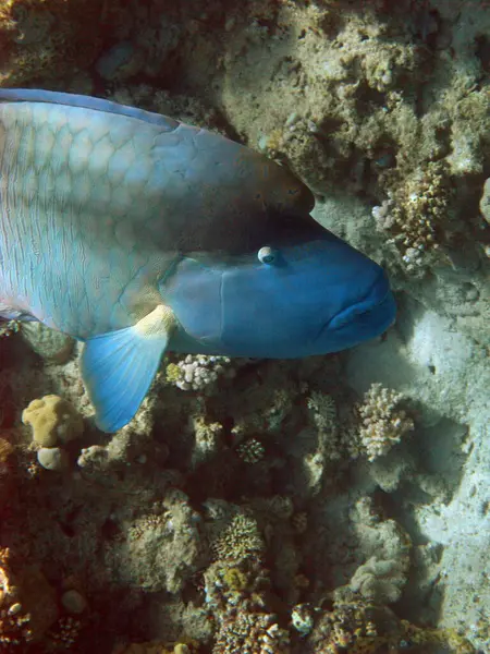 stock image Napoleon fish. Fish - type bone fish Osteichthyes. Gubanovye - Labridae. Fish - Napoleon.