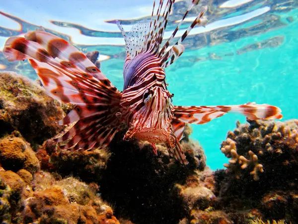 stock image Lion Fish in the Red Sea.Lion Fish in the Red Sea in clear blue water hunting for food .