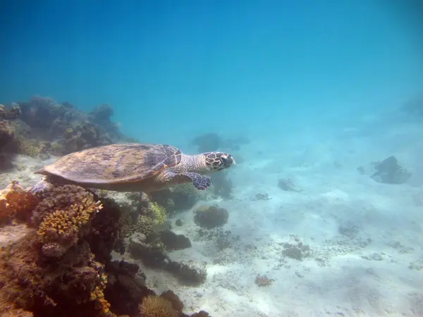 stock image Hawksbill sea turtle (CR species) Hawksbill Turtle - Eretmochelys imbricata.