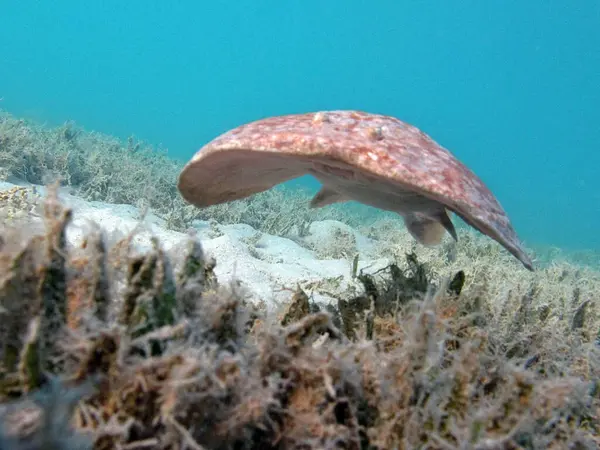 Stock image Stingrays. Leopard Electric Stingray - This electric stingray grows up to 100 cm and feeds on fish and bottom dwellers.