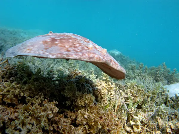 stock image Stingrays. Leopard Electric Stingray - This electric stingray grows up to 100 cm and feeds on fish and bottom dwellers.