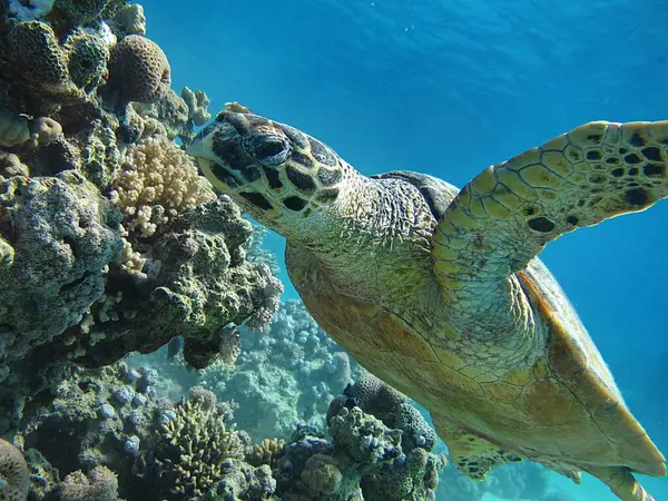 stock image Hawksbill sea turtle (CR species) Hawksbill Turtle - Eretmochelys imbricata.