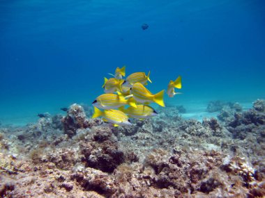 Colorful tropical fish on a coral reef, amazingly beautiful fairy world. In the coral gardens of the Red Sea.