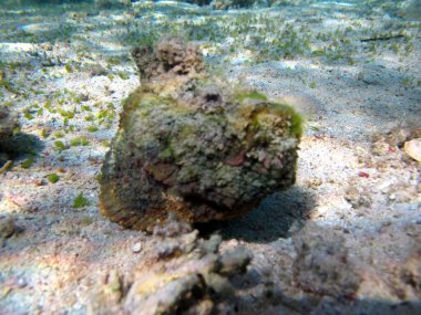 Stone fish - Synanceiidae. Ocean wart - this fish of the family Synanceiidae grows up to 27 cm. It lies motionless on the bottom for hours, waiting for prey. One of the world's most poisonous fish. clipart