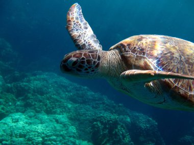 Büyük yeşil kaplumbağa. Yeşil kaplumbağalar deniz kaplumbağalarının en büyüğüdür. Tipik bir yetişkin 1-2 metre boyunda ve 90-150 kilo ağırlığındadır..