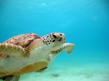 Büyük yeşil kaplumbağa. Yeşil kaplumbağalar deniz kaplumbağalarının en büyüğüdür. Tipik bir yetişkin 1-2 metre boyunda ve 90-150 kilo ağırlığındadır..