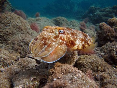 Firavun mürekkep balığı (Sepia Pharaonis) doğudan Zanzibar 'a, batıdan Avustralya' ya ve kuzeyden Japonya 'ya kadar geniş bir coğrafi alana sahiptir. Hint Okyanusu 'nu, Basra Körfezi' ni, Kızıldeniz 'i, Arap Denizi' ni ve Andaman Denizi 'ni kapsar..
