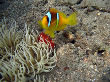 Dünya bir mercan, balık ve hayvan türüdür..