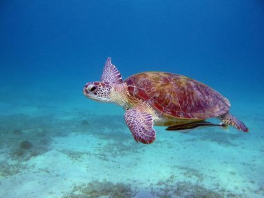 Yeşil kaplumbağalar deniz kaplumbağalarının en büyüğüdür. Tipik bir yetişkin 1-2 metre boyunda ve 90-150 kilo ağırlığındadır..