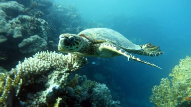 Şahin gagalı deniz kaplumbağası (CR türleri) Şahin gagalı Kaplumbağa - Eretmochelys imbricata.