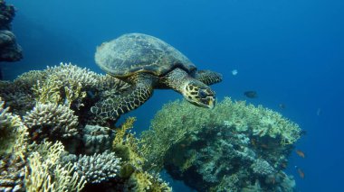 Şahin gagalı deniz kaplumbağası (CR türleri) Şahin gagalı Kaplumbağa - Eretmochelys imbricata.