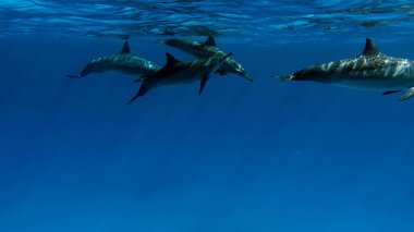 Yunuslar. Dönen yunus. Stenella longirostris, dünyanın dört bir yanındaki tropikal kıyı sularında yaşayan küçük bir yunus türü.. 
