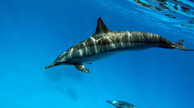 Dolphins. Spinner dolphin. Stenella longirostris is a small dolphin that lives in tropical coastal waters around the world.  clipart