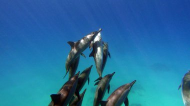 Dolphins. Spinner dolphin. Stenella longirostris is a small dolphin that lives in tropical coastal waters around the world.  clipart