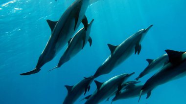 Yunuslar. Dönen yunus. Stenella longirostris, dünyanın dört bir yanındaki tropikal kıyı sularında yaşayan küçük bir yunus türü.. 