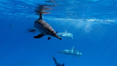 Yunuslar. Dönen yunus. Stenella longirostris, dünyanın dört bir yanındaki tropikal kıyı sularında yaşayan küçük bir yunus türü.. 