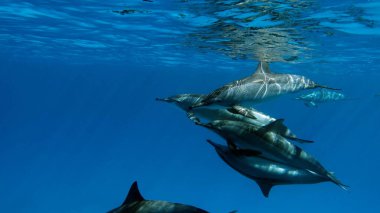 Dolphins. Spinner dolphin. Stenella longirostris is a small dolphin that lives in tropical coastal waters around the world.  clipart