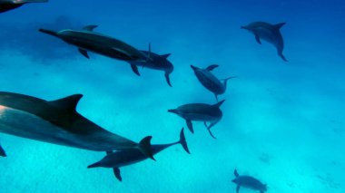 Yunuslar. Dönen yunus. Stenella longirostris, dünyanın dört bir yanındaki tropikal kıyı sularında yaşayan küçük bir yunus türü.. 