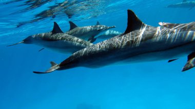 Yunuslar. Dönen yunus. Stenella longirostris, dünyanın dört bir yanındaki tropikal kıyı sularında yaşayan küçük bir yunus türü.. 