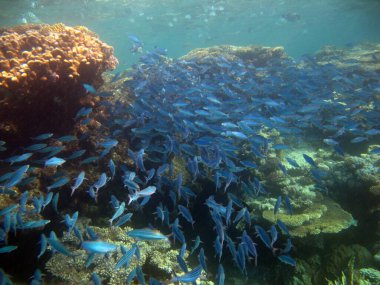Colorful tropical fish on a coral reef, amazingly beautiful fairy world. In the coral gardens of the Red Sea.