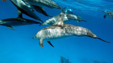 Dolphins. Spinner dolphin. Stenella longirostris is a small dolphin that lives in tropical coastal waters around the world.  clipart