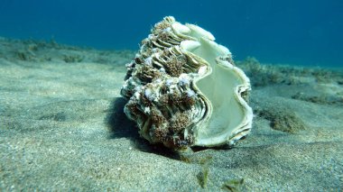 Rugose dev istiridyesi. Yumuşakçalar, tip yumuşakçalar. Bivalf yumuşakçaları. Tridacnidae ailesi, Tridacnidae. Büyük tridacna.