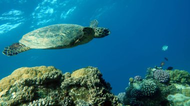 Şahin gagalı deniz kaplumbağası (CR türleri) Şahin gagalı Kaplumbağa - Eretmochelys imbricata.