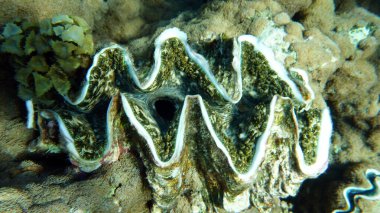 Rugose giant clam. Molluscs, type Mollusca. Bivalve mollusks. Family Tridacnidae - Tridacnidae. Large tridacna. clipart