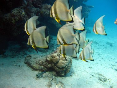 Colorful tropical fish on a coral reef, amazingly beautiful fairy world. In the coral gardens of the Red Sea.
