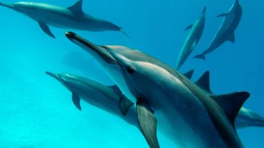 Yunuslar. Dönen yunus. Stenella longirostris, dünyanın dört bir yanındaki tropikal kıyı sularında yaşayan küçük bir yunus türü.. 