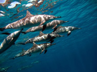 Yunuslar. Dönen yunus. Stenella longirostris, dünyanın dört bir yanındaki tropikal kıyı sularında yaşayan küçük bir yunus türü.. 