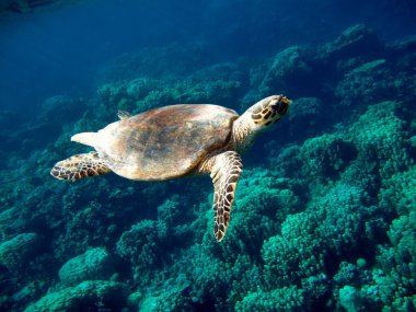 Şahin gagalı deniz kaplumbağası (CR türleri) Şahin gagalı Kaplumbağa - Eretmochelys imbricata.