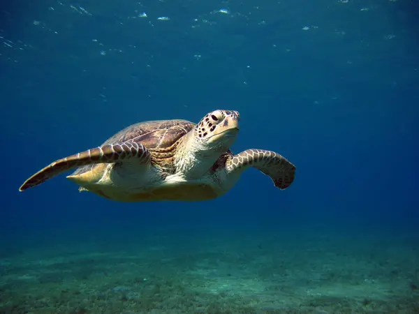 Büyük Yeşil Kaplumbağa, Yeşil Kaplumbağa tüm deniz kaplumbağalarının en büyüğüdür. Tipik bir yetişkin 1-2 metre boyunda ve 90-150 kilo ağırlığındadır..