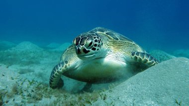 Büyük Yeşil Kaplumbağa, Yeşil Kaplumbağa tüm deniz kaplumbağalarının en büyüğüdür. Tipik bir yetişkin 1-2 metre boyunda ve 90-150 kilo ağırlığındadır..