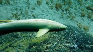 Büyük Yeşil Kaplumbağa, Yeşil Kaplumbağa tüm deniz kaplumbağalarının en büyüğüdür. Tipik bir yetişkin 1-2 metre boyunda ve 90-150 kilo ağırlığındadır..