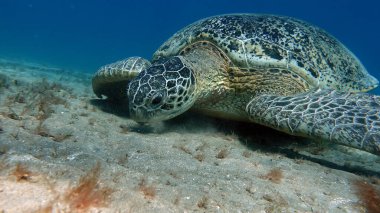 Büyük Yeşil Kaplumbağa, Yeşil Kaplumbağa tüm deniz kaplumbağalarının en büyüğüdür. Tipik bir yetişkin 1-2 metre boyunda ve 90-150 kilo ağırlığındadır..