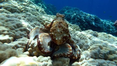 Big Blue Octopus (Octopus cyanea)Octopus. Big Blue Octopus on the Red Sea Reefs.