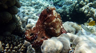 Big Blue Octopus (Octopus cyanea)Octopus. Big Blue Octopus on the Red Sea Reefs.